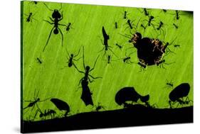 Leafcutter Ants (Atta Sp) Colony Harvesting a Banana Leaf, Costa Rica-Bence Mate-Stretched Canvas