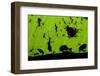 Leafcutter Ants (Atta Sp) Colony Harvesting a Banana Leaf, Costa Rica-Bence Mate-Framed Premium Photographic Print