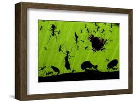 Leafcutter Ants (Atta Sp) Colony Harvesting a Banana Leaf, Costa Rica-Bence Mate-Framed Photographic Print