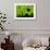 Leafcutter Ants (Atta Sp) Colony Harvesting a Banana Leaf, Costa Rica-Bence Mate-Framed Photographic Print displayed on a wall