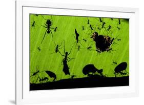 Leafcutter Ants (Atta Sp) Colony Harvesting a Banana Leaf, Costa Rica-Bence Mate-Framed Photographic Print