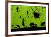 Leafcutter Ants (Atta Sp) Colony Harvesting a Banana Leaf, Costa Rica-Bence Mate-Framed Photographic Print