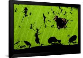 Leafcutter Ants (Atta Sp) Colony Harvesting a Banana Leaf, Costa Rica-Bence Mate-Framed Photographic Print