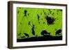 Leafcutter Ants (Atta Sp) Colony Harvesting a Banana Leaf, Costa Rica-Bence Mate-Framed Photographic Print