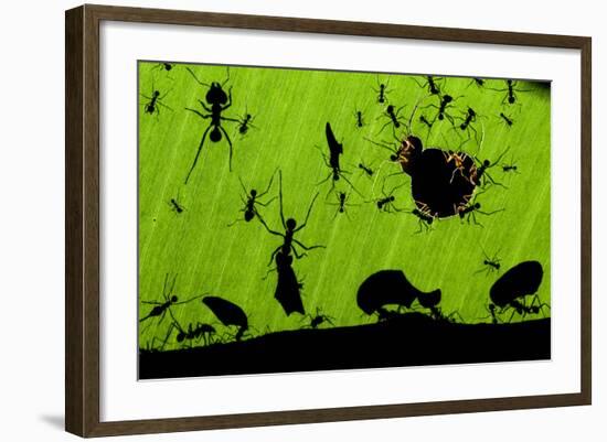 Leafcutter Ants (Atta Sp) Colony Harvesting a Banana Leaf, Costa Rica-Bence Mate-Framed Photographic Print