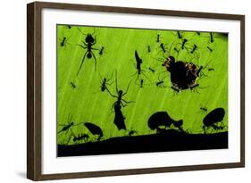 Leafcutter Ants (Atta Sp) Colony Harvesting a Banana Leaf, Costa Rica-Bence Mate-Framed Photographic Print