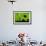 Leafcutter Ants (Atta Sp) Colony Harvesting a Banana Leaf, Costa Rica-Bence Mate-Framed Photographic Print displayed on a wall