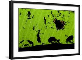 Leafcutter Ants (Atta Sp) Colony Harvesting a Banana Leaf, Costa Rica-Bence Mate-Framed Photographic Print