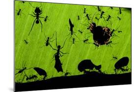 Leafcutter Ants (Atta Sp) Colony Harvesting a Banana Leaf, Costa Rica-Bence Mate-Mounted Photographic Print