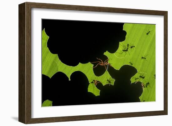 Leafcutter Ants (Atta Sp) Colony Harvesting a Banana Leaf, Costa Rica-Bence Mate-Framed Photographic Print