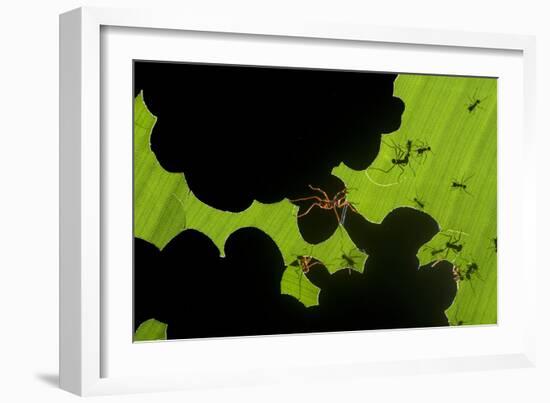 Leafcutter Ants (Atta Sp) Colony Harvesting a Banana Leaf, Costa Rica-Bence Mate-Framed Photographic Print