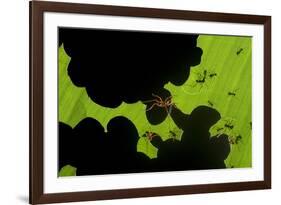 Leafcutter Ants (Atta Sp) Colony Harvesting a Banana Leaf, Costa Rica-Bence Mate-Framed Photographic Print