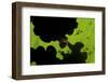 Leafcutter Ants (Atta Sp) Colony Harvesting a Banana Leaf, Costa Rica-Bence Mate-Framed Photographic Print