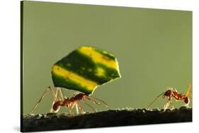 Leafcutter Ants, Costa Rica-Paul Souders-Stretched Canvas