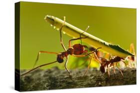 Leafcutter Ants, Costa Rica-Paul Souders-Stretched Canvas