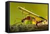 Leafcutter Ants, Costa Rica-Paul Souders-Framed Stretched Canvas