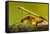 Leafcutter Ants, Costa Rica-Paul Souders-Framed Stretched Canvas