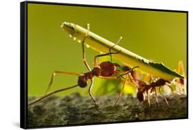 Leafcutter Ants, Costa Rica-Paul Souders-Framed Stretched Canvas