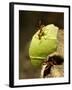 Leafcutter Ants, Costa Rica-Paul Souders-Framed Premium Photographic Print