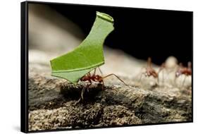 Leafcutter Ants, Costa Rica-Paul Souders-Framed Stretched Canvas