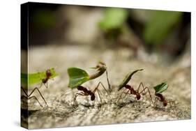 Leafcutter Ants, Costa Rica-Paul Souders-Stretched Canvas