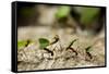 Leafcutter Ants, Costa Rica-Paul Souders-Framed Stretched Canvas