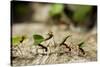 Leafcutter Ants, Costa Rica-Paul Souders-Stretched Canvas