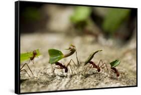 Leafcutter Ants, Costa Rica-Paul Souders-Framed Stretched Canvas