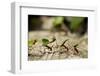 Leafcutter Ants, Costa Rica-Paul Souders-Framed Photographic Print