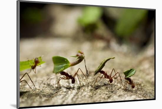 Leafcutter Ants, Costa Rica-Paul Souders-Mounted Photographic Print