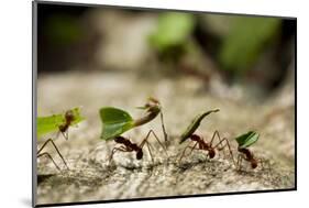 Leafcutter Ants, Costa Rica-Paul Souders-Mounted Photographic Print