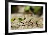 Leafcutter Ants, Costa Rica-Paul Souders-Framed Photographic Print