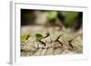 Leafcutter Ants, Costa Rica-Paul Souders-Framed Photographic Print