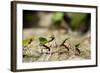 Leafcutter Ants, Costa Rica-Paul Souders-Framed Photographic Print