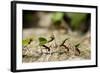 Leafcutter Ants, Costa Rica-Paul Souders-Framed Photographic Print