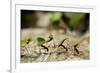 Leafcutter Ants, Costa Rica-Paul Souders-Framed Photographic Print