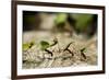 Leafcutter Ants, Costa Rica-Paul Souders-Framed Photographic Print