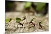 Leafcutter Ants, Costa Rica-Paul Souders-Mounted Photographic Print