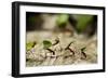 Leafcutter Ants, Costa Rica-Paul Souders-Framed Photographic Print