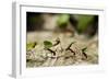 Leafcutter Ants, Costa Rica-Paul Souders-Framed Photographic Print