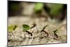 Leafcutter Ants, Costa Rica-Paul Souders-Mounted Photographic Print