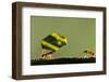 Leafcutter Ants, Costa Rica-Paul Souders-Framed Photographic Print