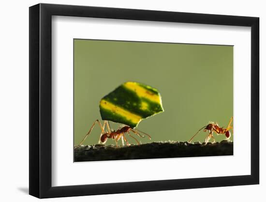 Leafcutter Ants, Costa Rica-Paul Souders-Framed Photographic Print