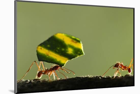 Leafcutter Ants, Costa Rica-Paul Souders-Mounted Photographic Print