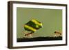 Leafcutter Ants, Costa Rica-Paul Souders-Framed Photographic Print