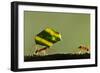 Leafcutter Ants, Costa Rica-Paul Souders-Framed Photographic Print