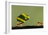 Leafcutter Ants, Costa Rica-Paul Souders-Framed Photographic Print