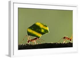 Leafcutter Ants, Costa Rica-Paul Souders-Framed Photographic Print