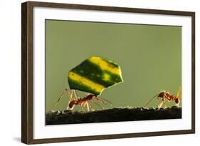 Leafcutter Ants, Costa Rica-Paul Souders-Framed Photographic Print