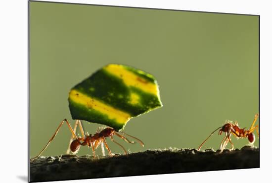 Leafcutter Ants, Costa Rica-Paul Souders-Mounted Photographic Print